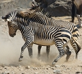  etosha 
 namibie 
 zebre de grevy 
